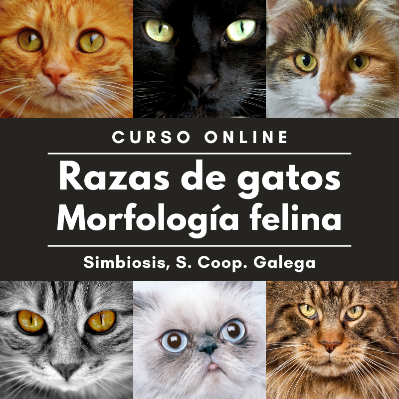 Razas de gatos. Morfología felina